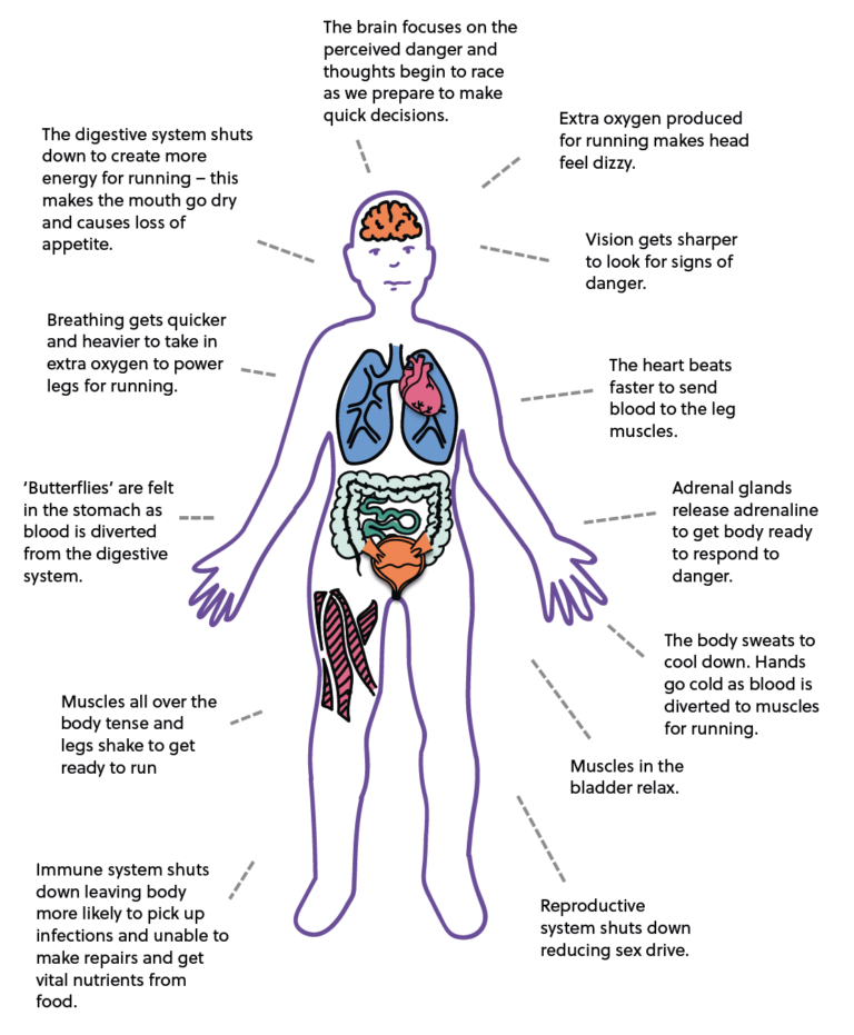 The Flight Or Fight Response MindWell